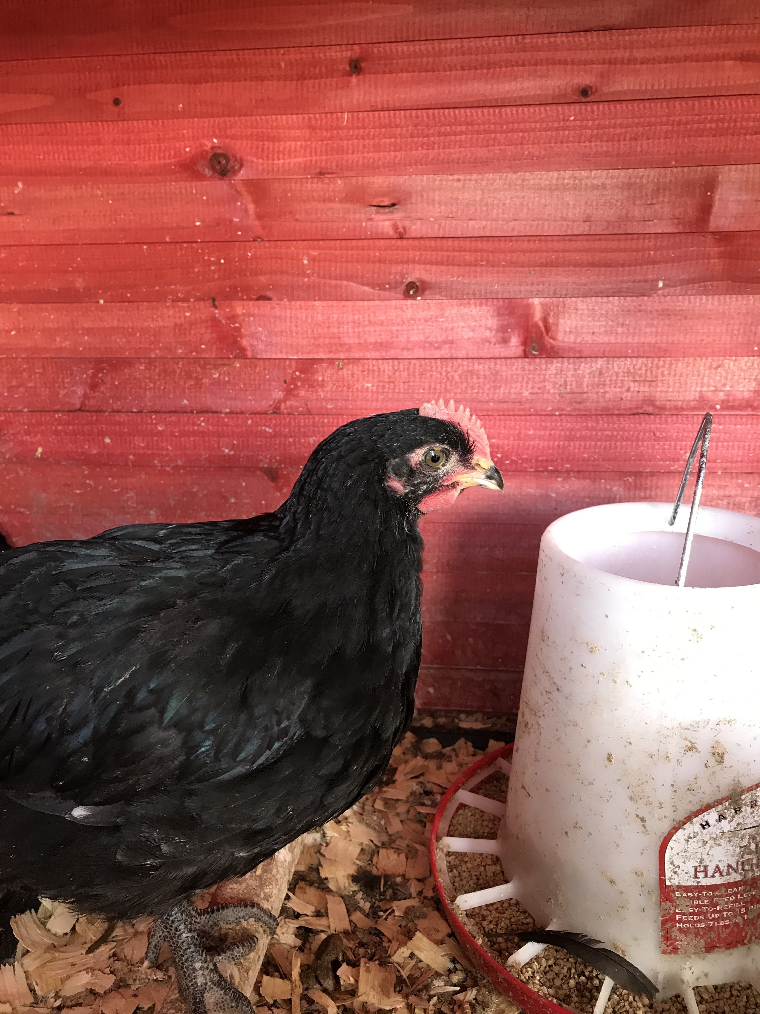 3) Rooster?