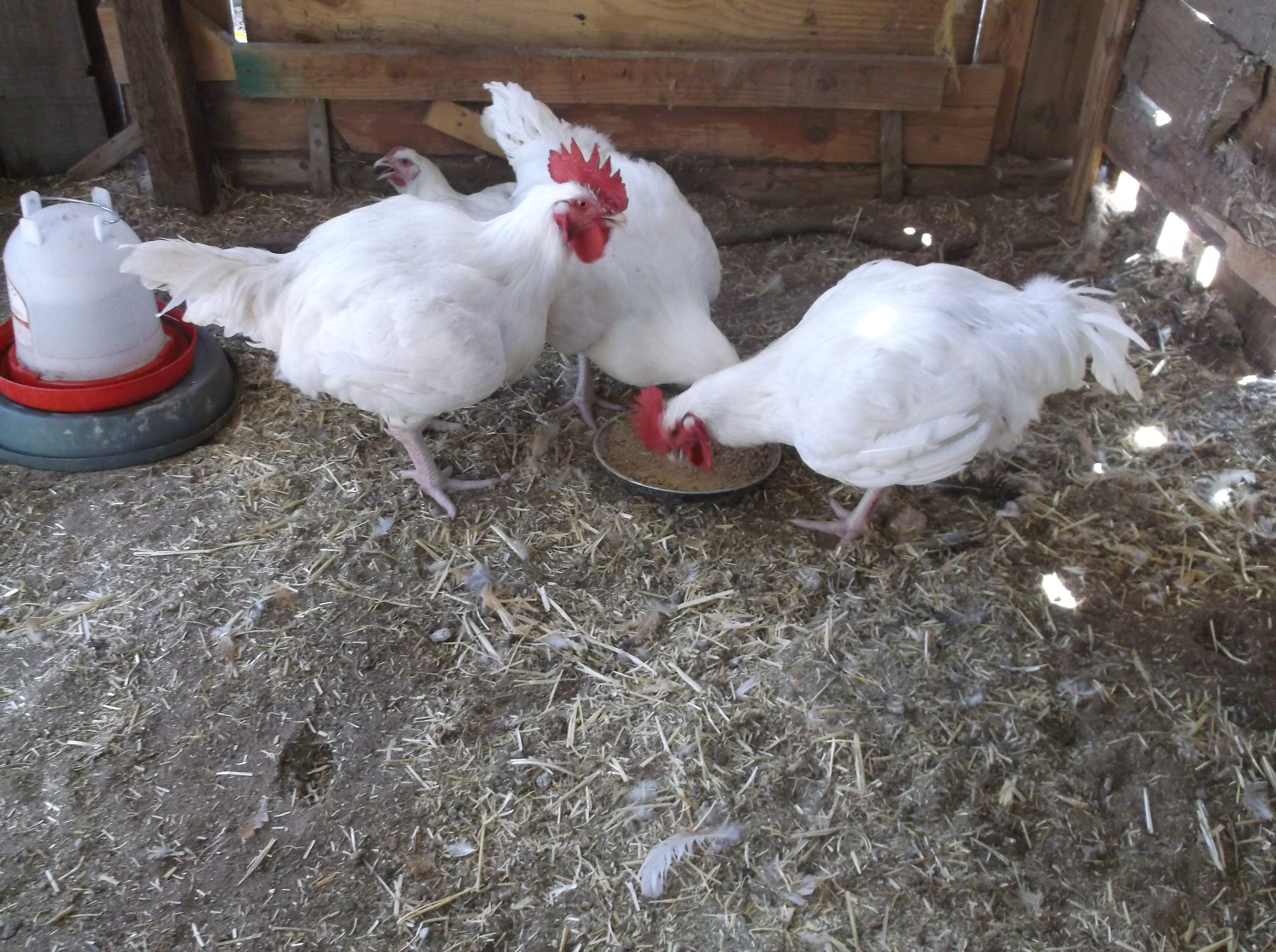 3 roosters and 1 hen, meat birds. Roosters weighed 14 pounds before butcher and 12 pounds after butcher, ready for the freezer.