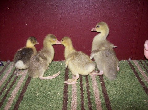 3 Sebs on left are 1 wk old, Seb/Toulouse cross on rt is 2 wks old.