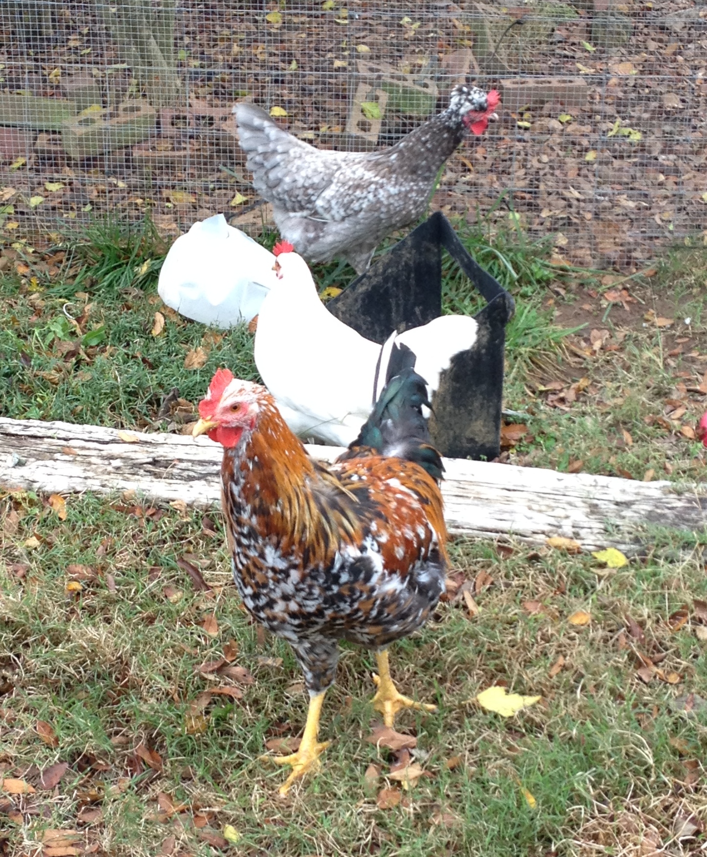 3 SFH's in a row. In front is Spoticus, a young roo, behind him in white is Lagatha and bringing up the rear is Ziggy, who is crested and blue based.