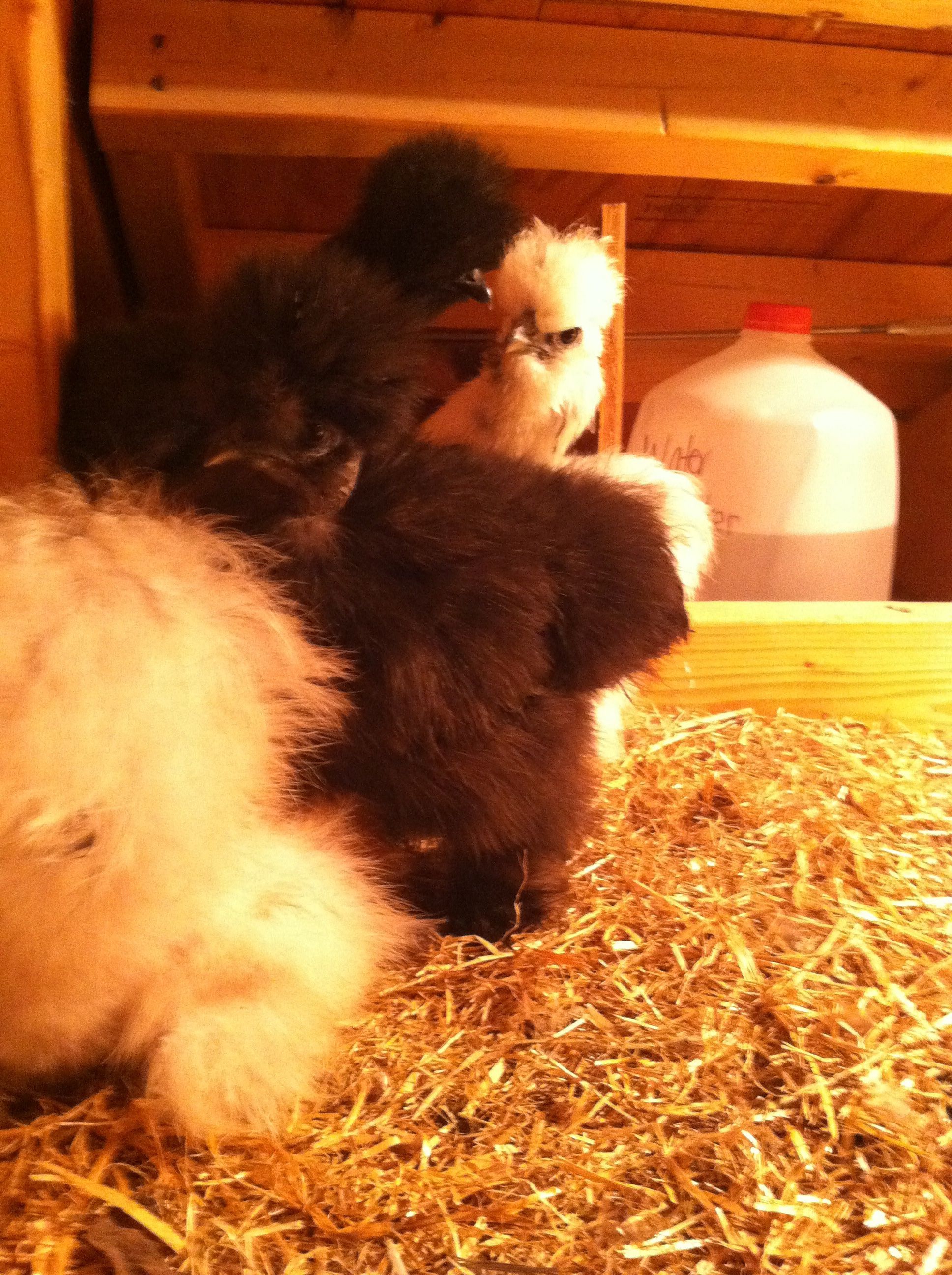 3 silkies and KnowMe