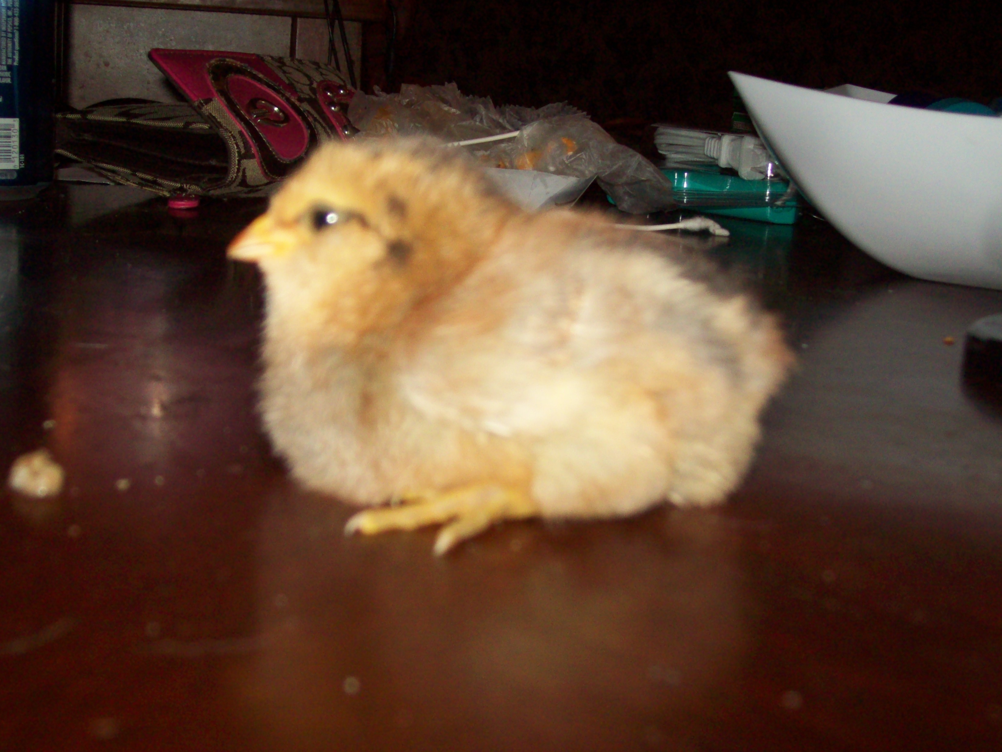 #3 - This one is sort of blue, and cross-beaked