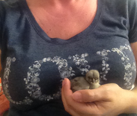 3 week old blue cochin chick