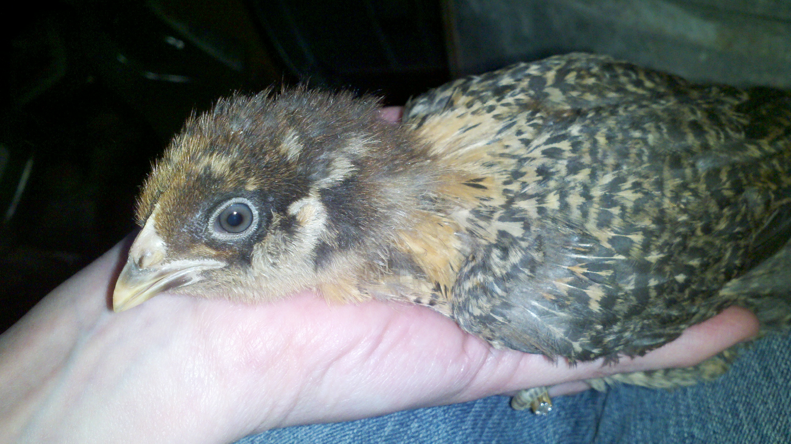 3 week old chick, scared to death from her escape from the brooder