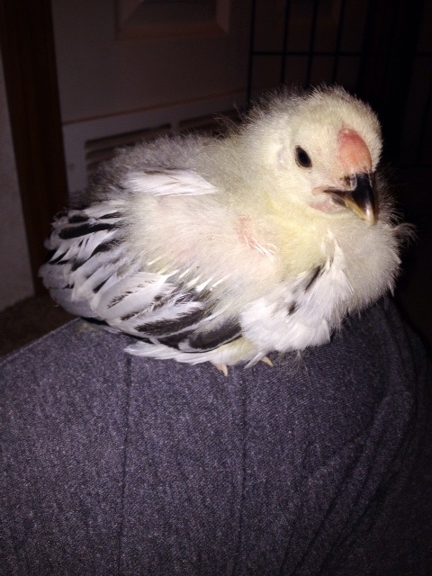 3 week old Columbian Wyadonette