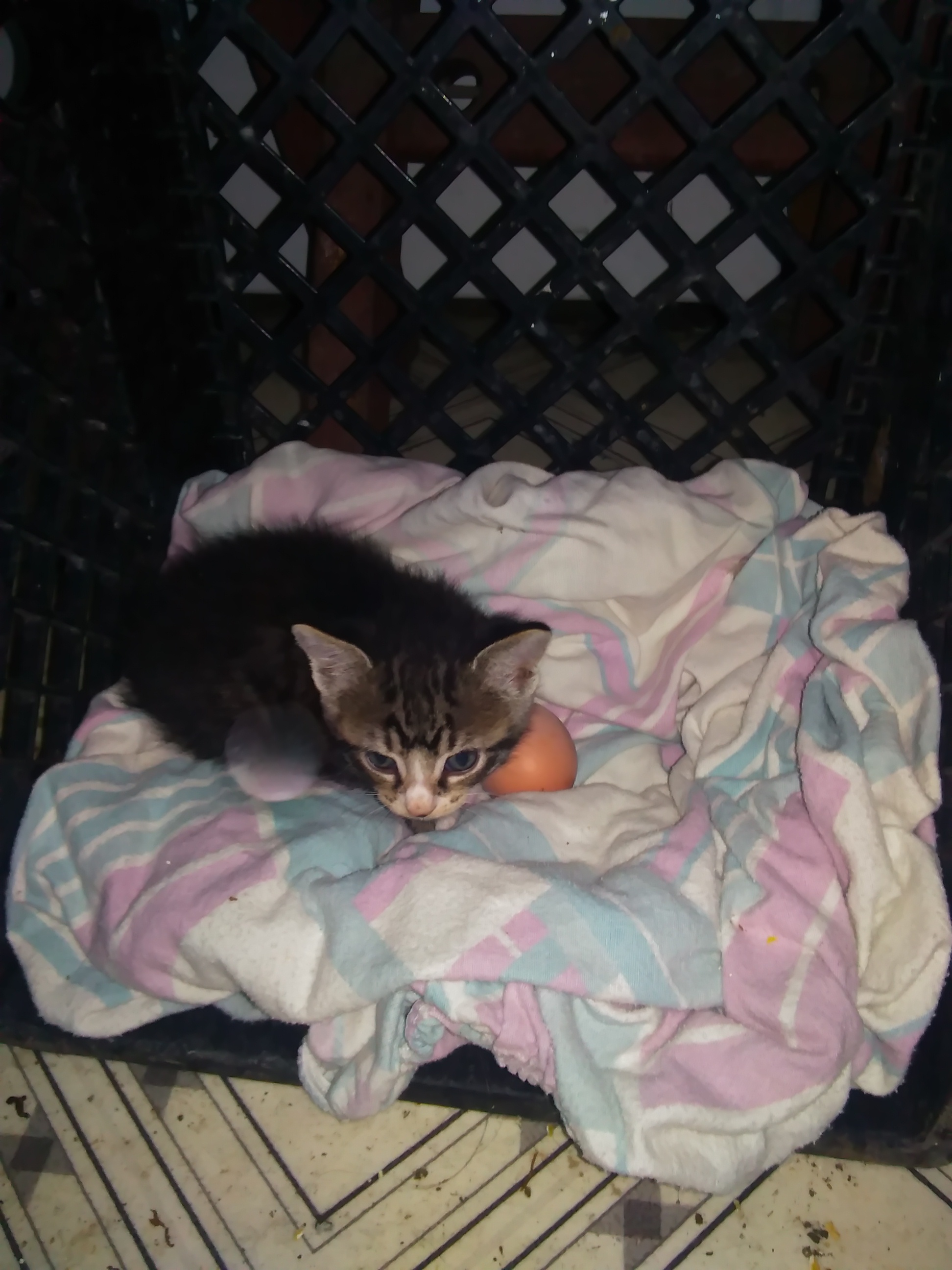 3 week old kitten Tina snuggling Bay's still warm egg.
