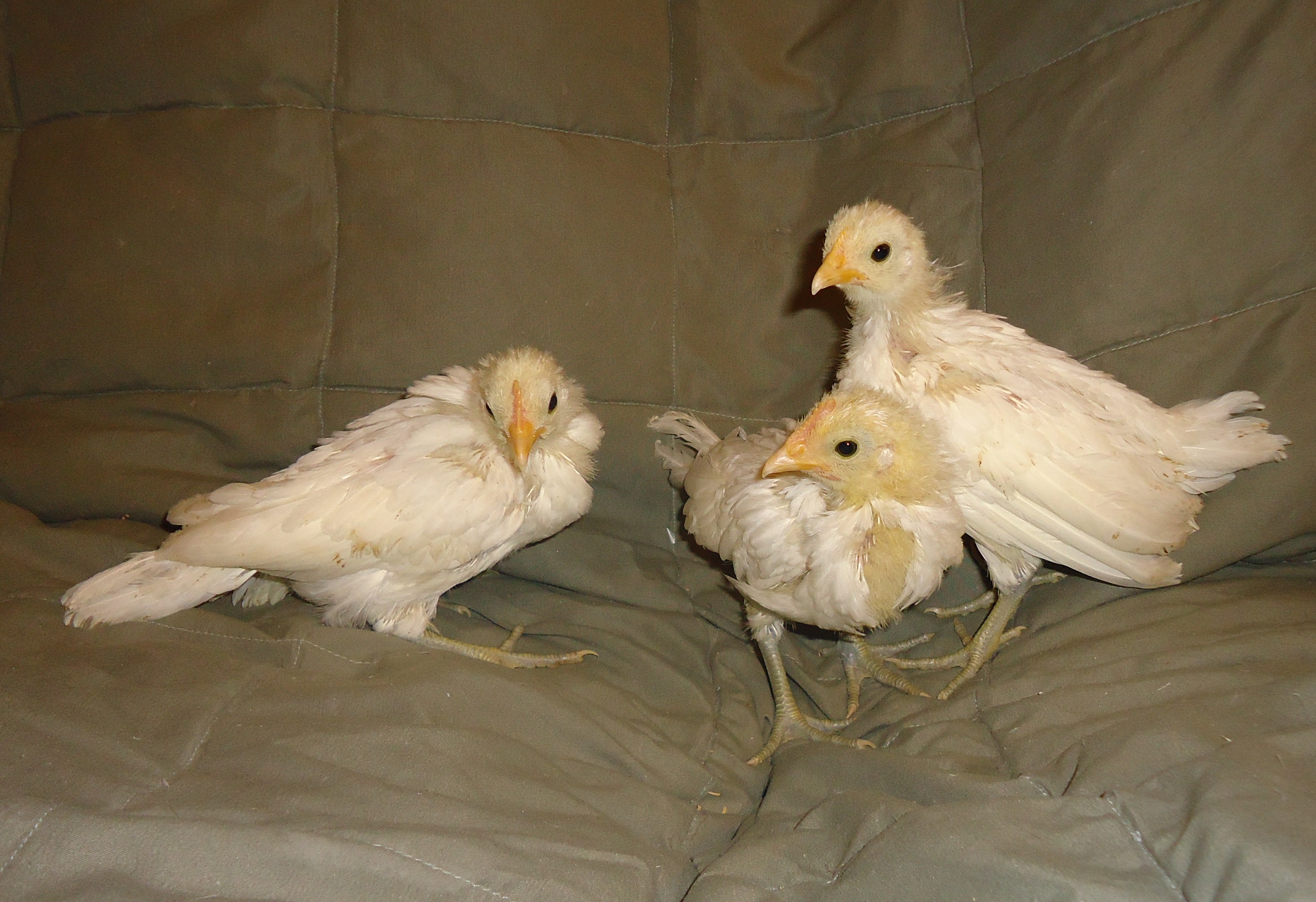 3 week old Phoenix bantam chicks