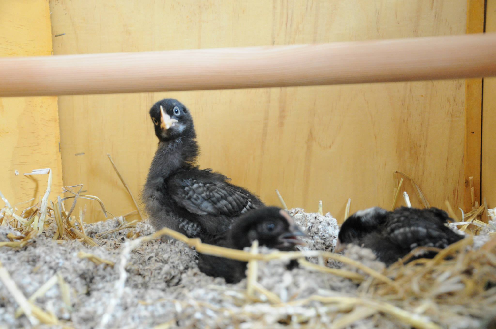 *3 week  old Plymouth Rock