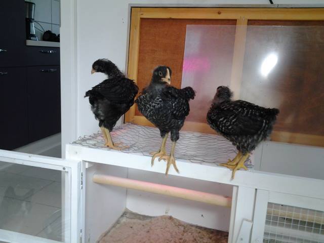 *3 week  old Plymouth Rock