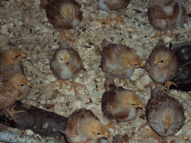 3 WEEK OLD RED PULLETS