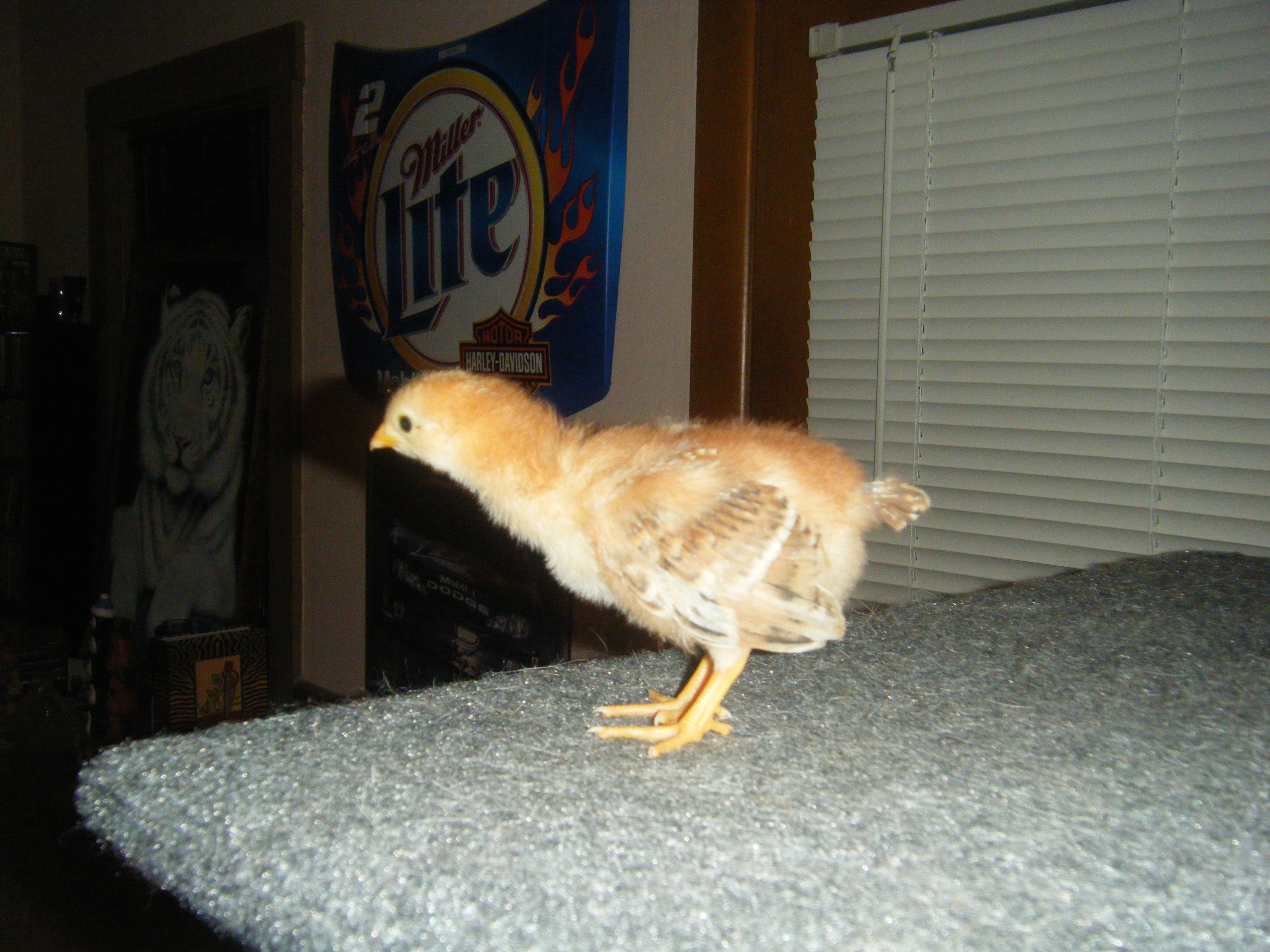3 week old RIR named Angel. Figure that one can stay Angel even if it is a pullet or a roo. This one loves to ride around on your shoulder, even if you are outside.
