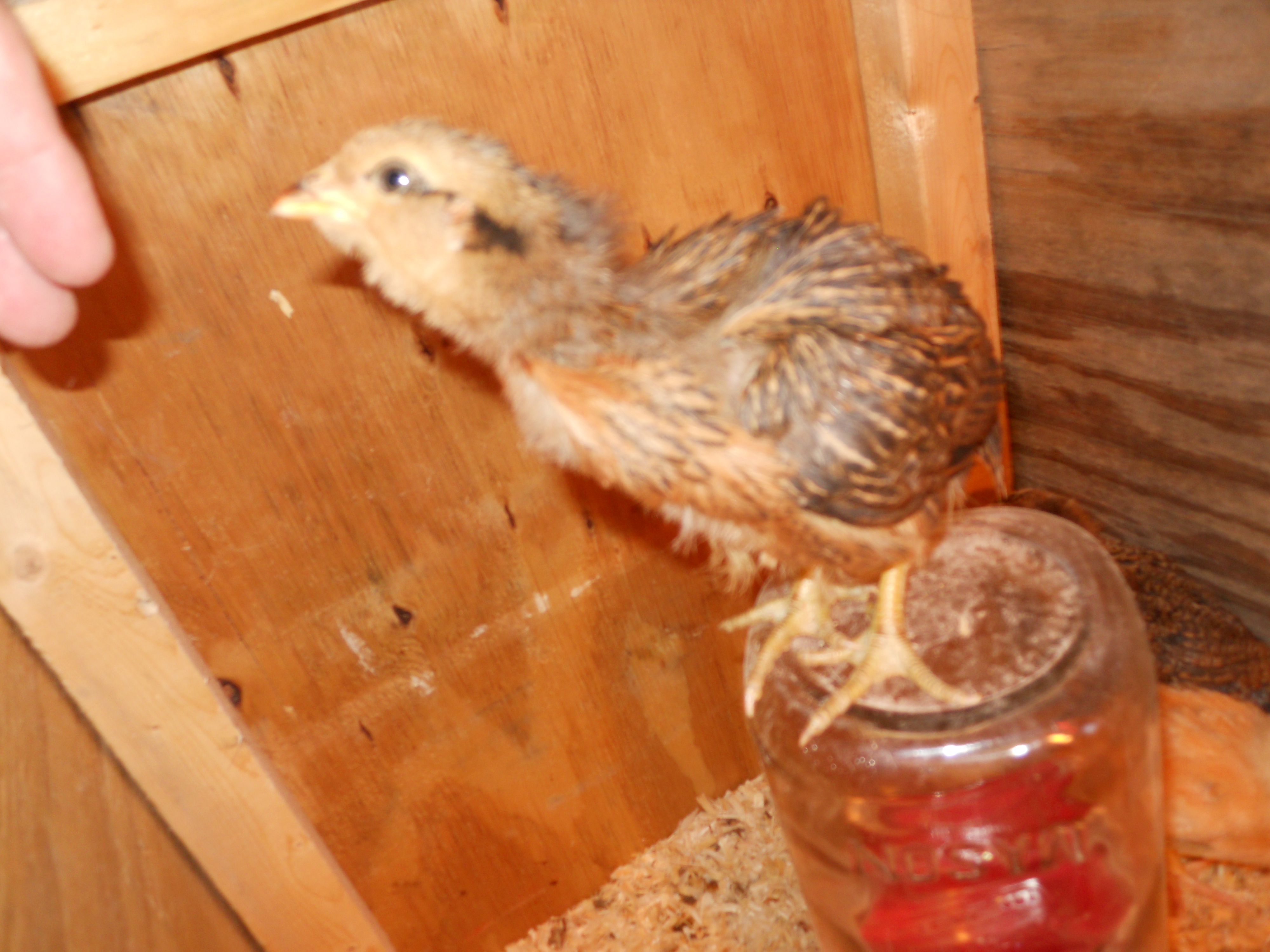 3 week old Runway, our most curious chicken out of 19 new chicks.