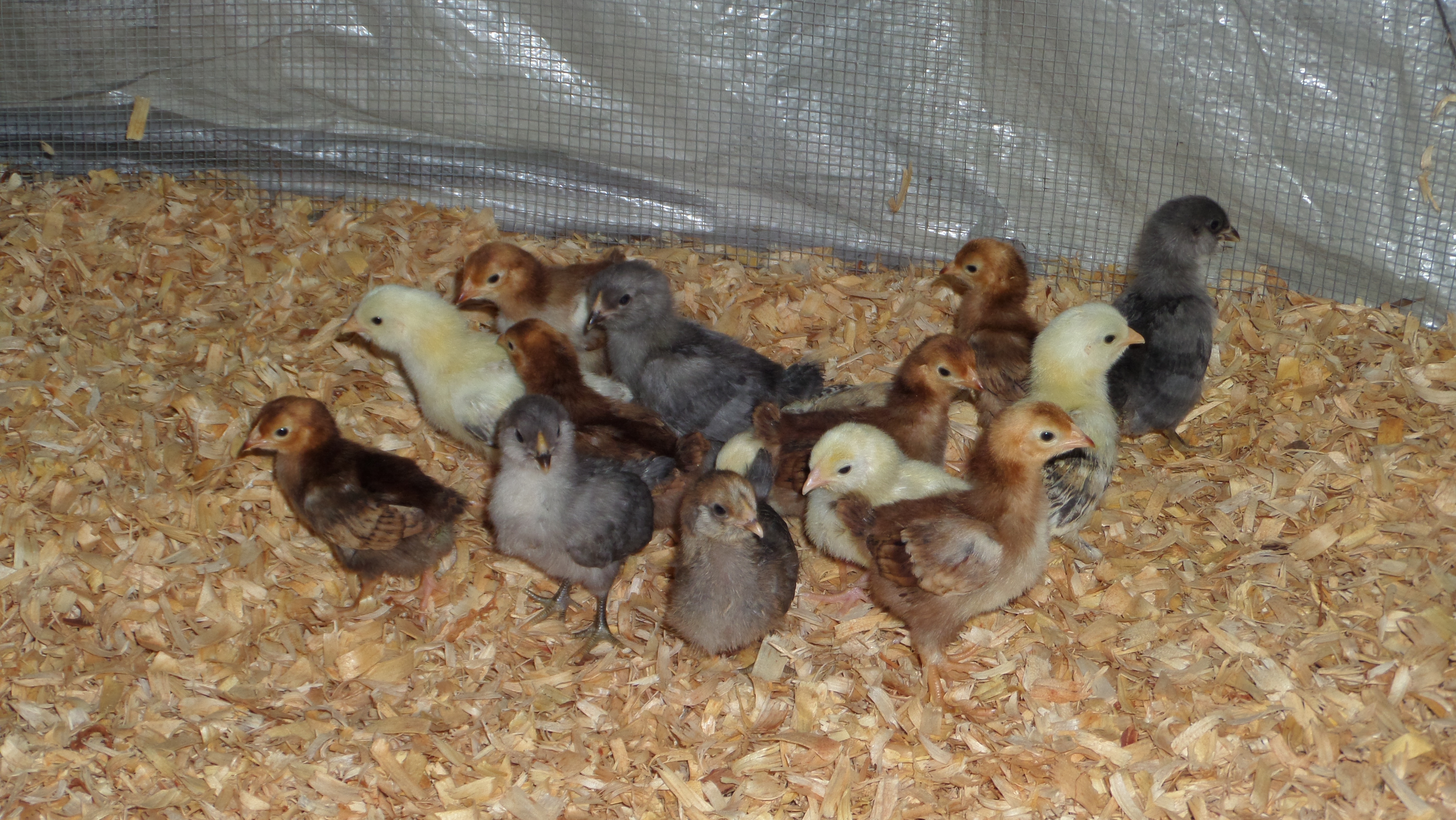 3 week olds in their larger brooder