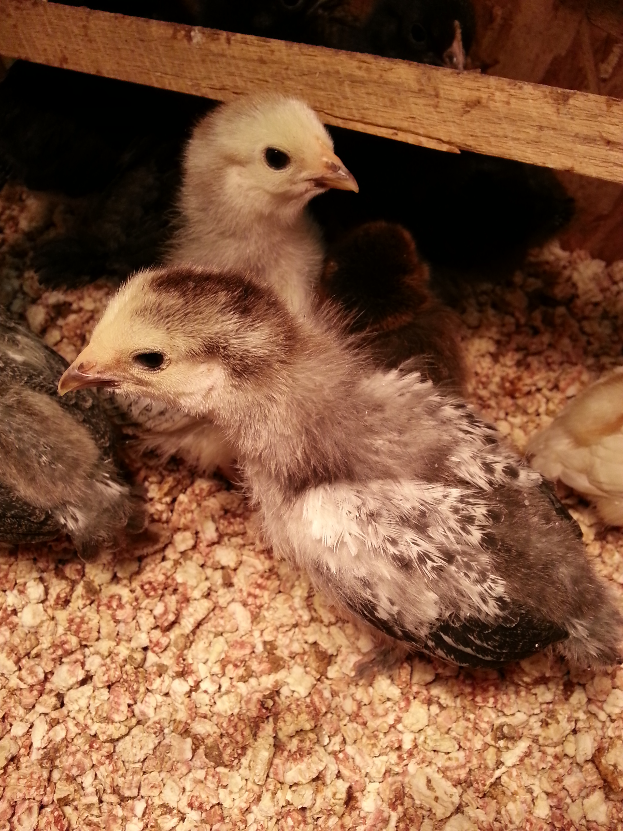 3 weeks old- 2 Welsummer chicks.