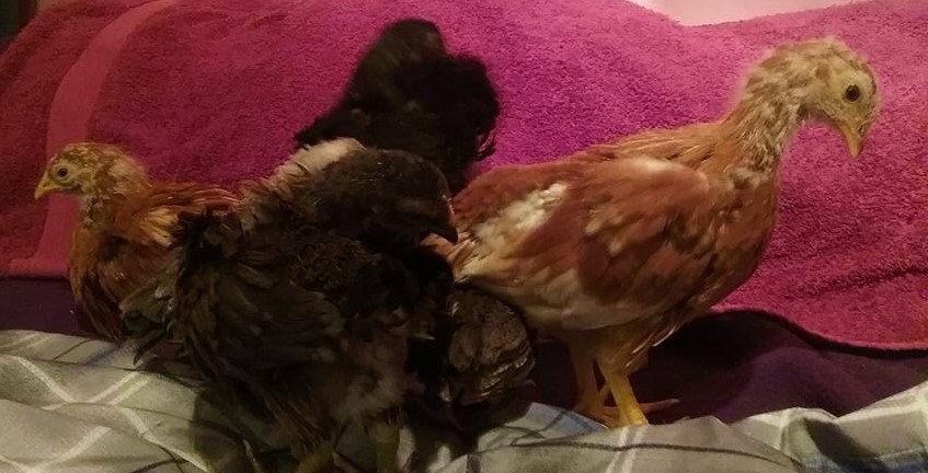 3 weeks old 2017