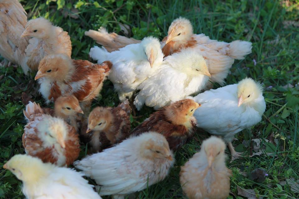 3 weeks old - 2nd trip outside