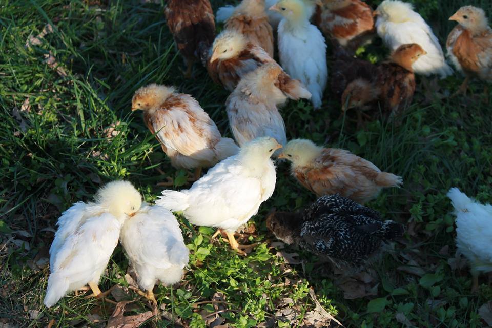 3 weeks old - 2nd trip outside