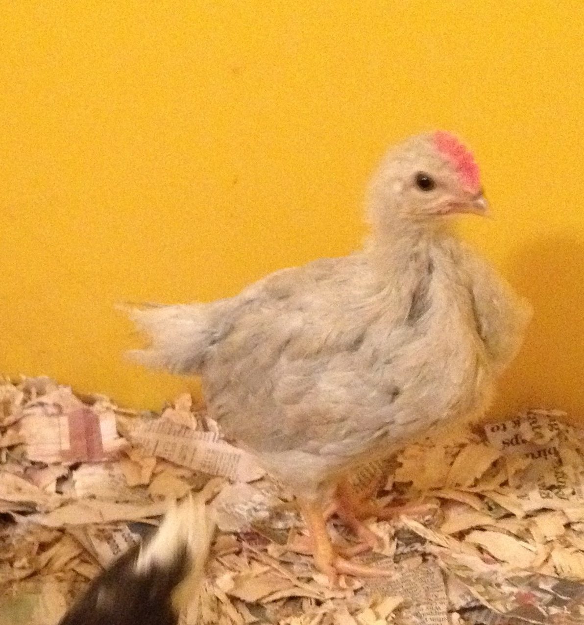 3 weeks old cockerel. He is going to have a magnificent comb!