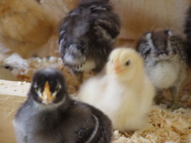3 weeks old

doms and ee