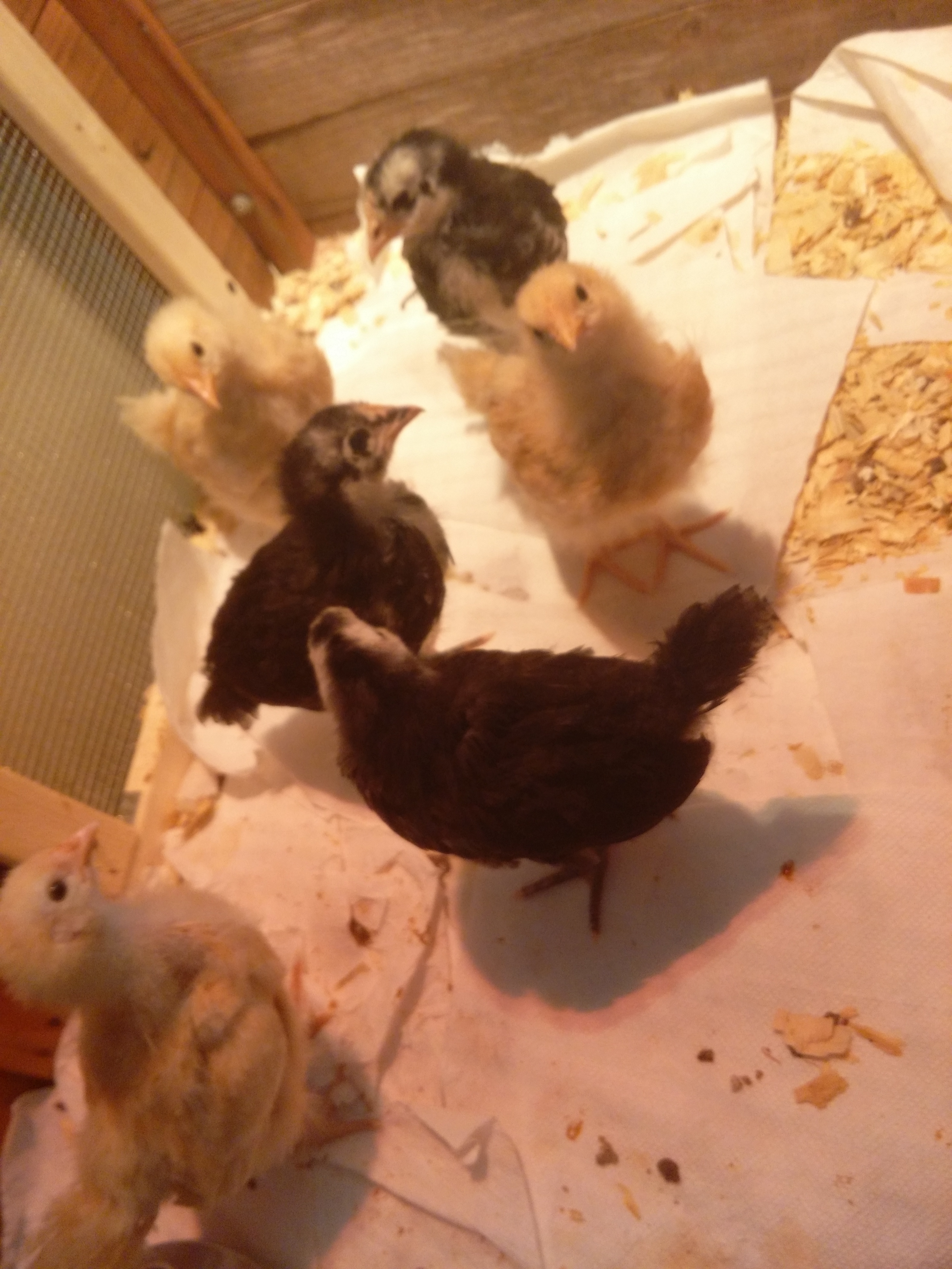 3 weeks old & into everything possible.