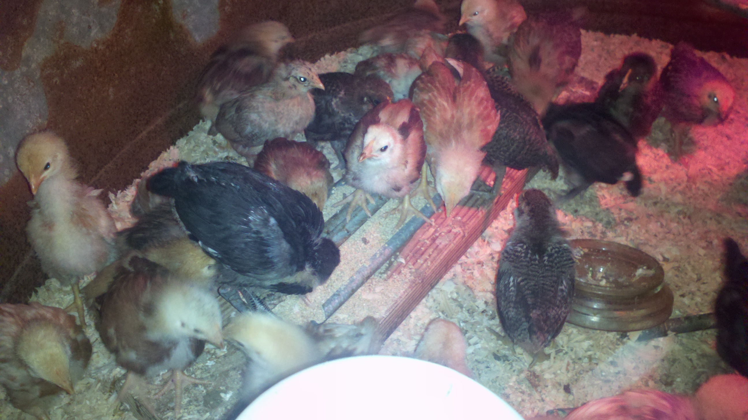 3 weeks old ~ Meyer Hatchery 50 chicks