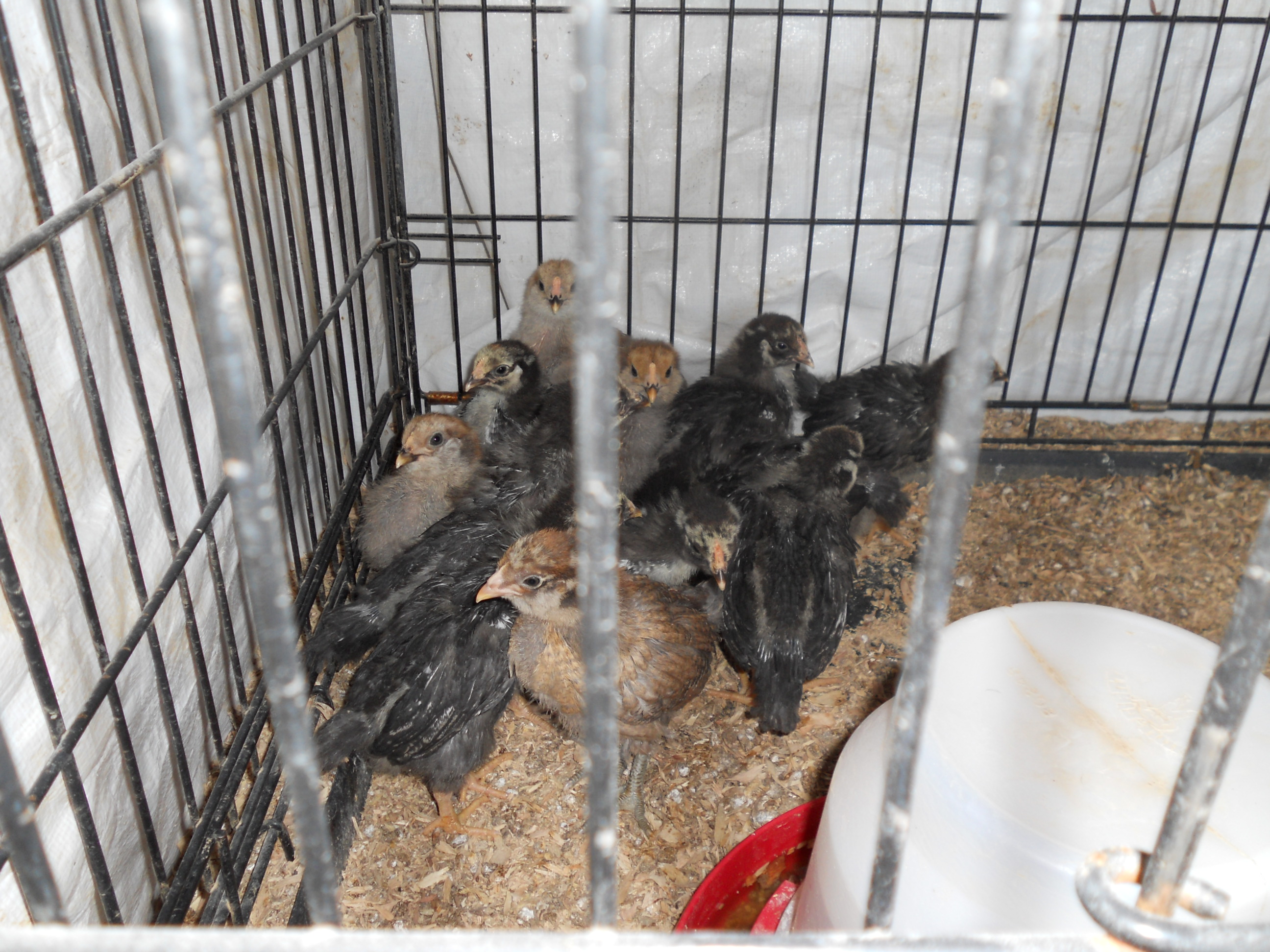 3 weeks old