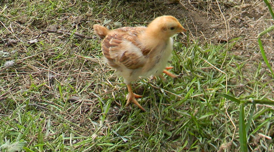 3 weeks old