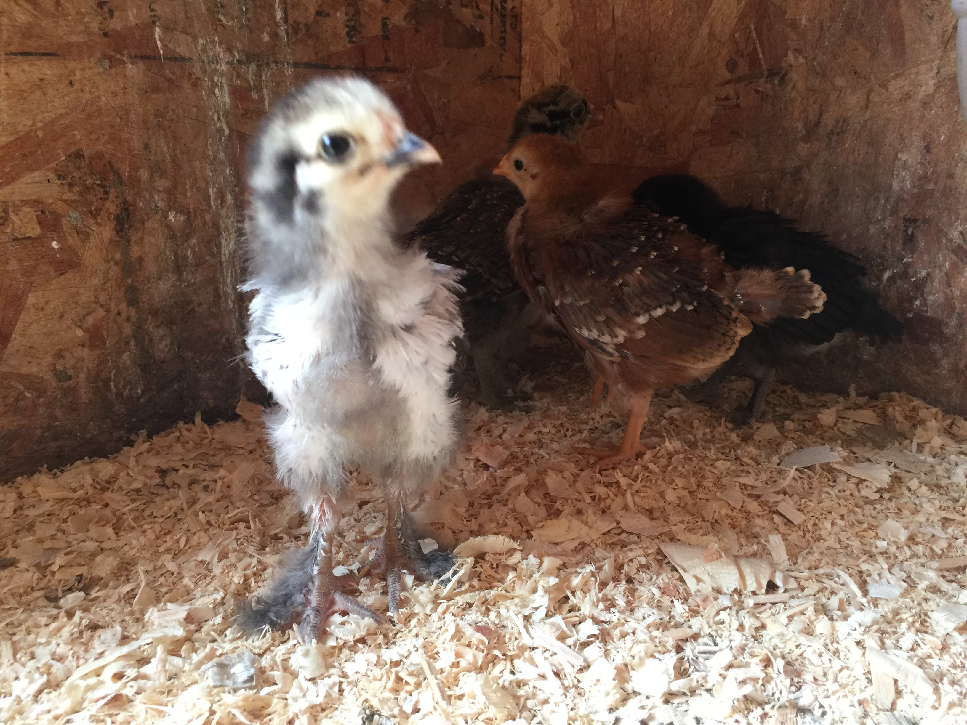3 Weeks Old