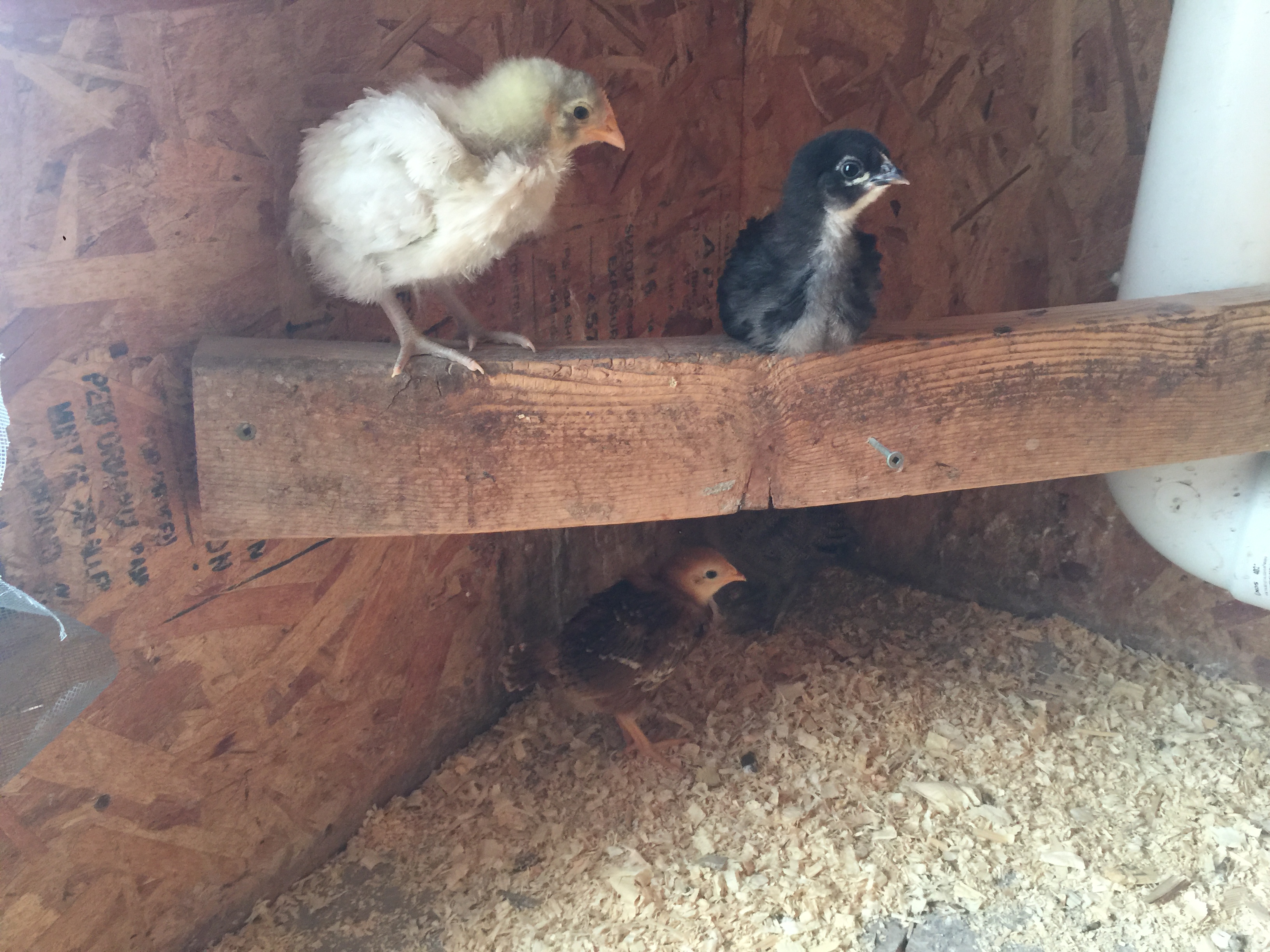 3 Weeks Old