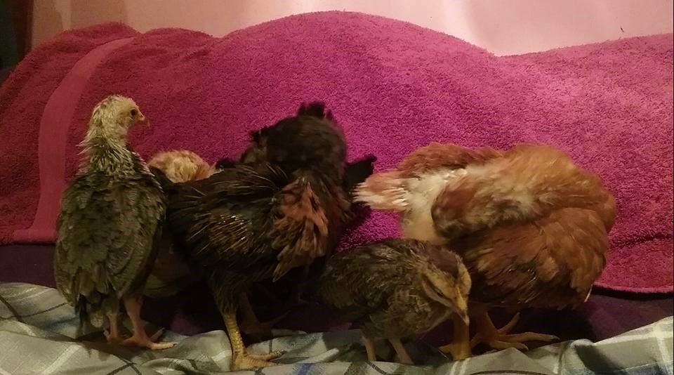 3 weeks old