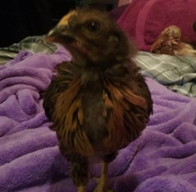 3 weeks old
