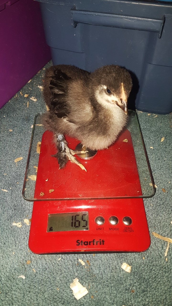 3 Weeks Old