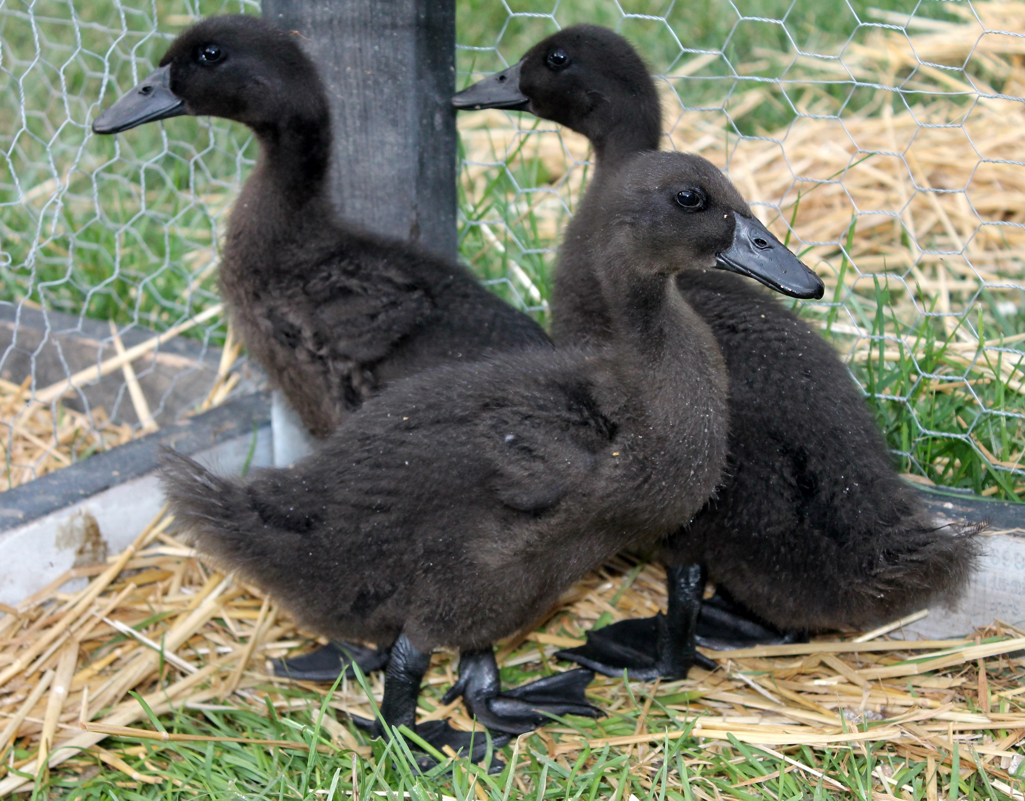 3 weeks. So sorry I had to stop the daily duckling! the ducklings are living outside now, and are to hard to catch in their current pen.