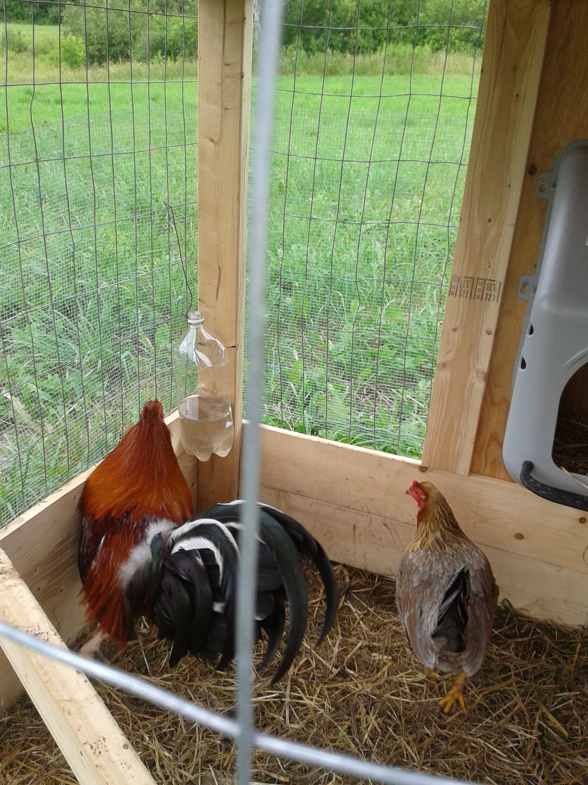 3 year old 1/2 Lacey Roundhead, 1/2 Kelso.
3 year old 1/2 Lacey Roundhead, 1/2 Blue Hen.