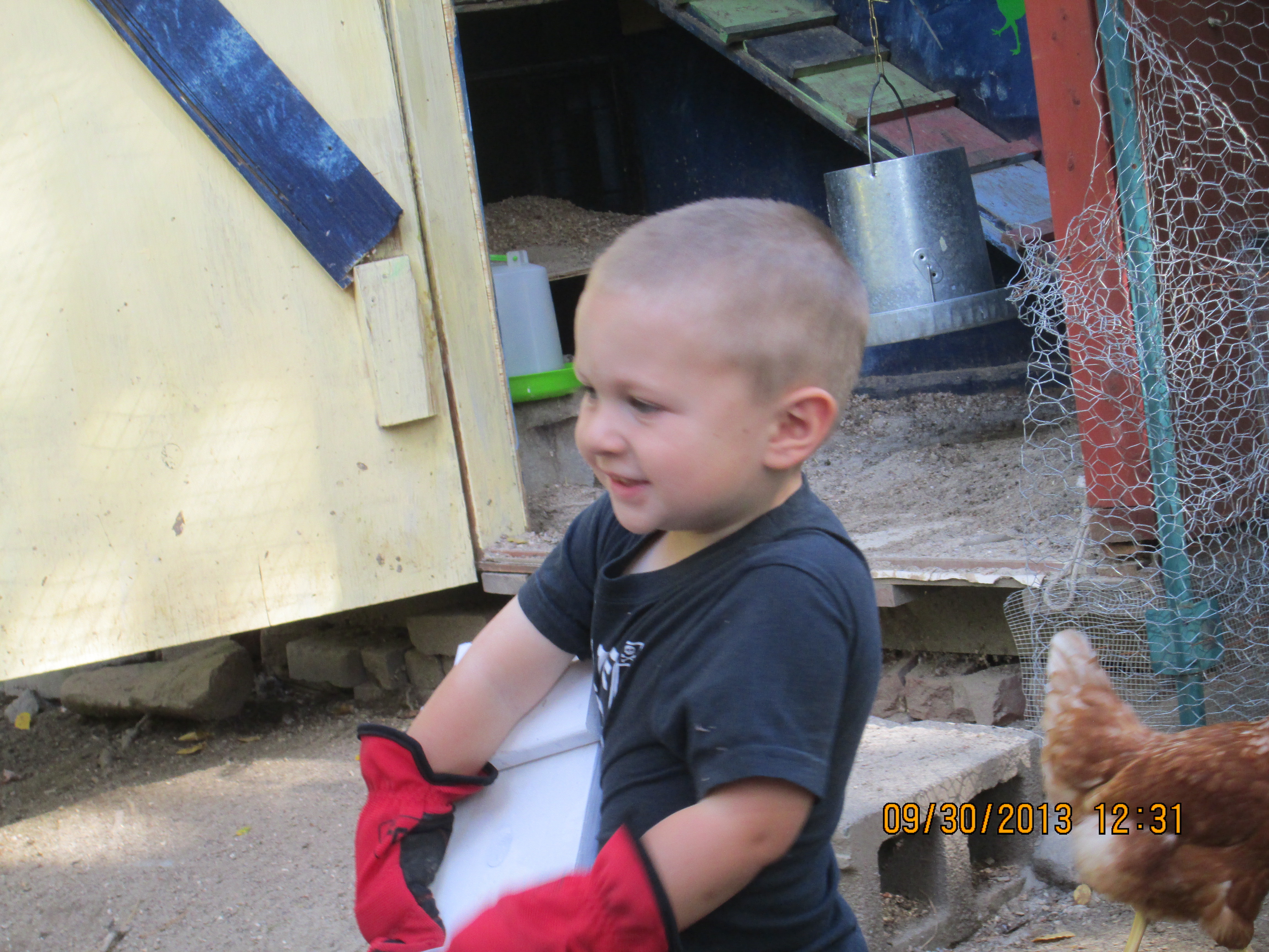 3 year old always available for fence jobs set up new coops gather eggs