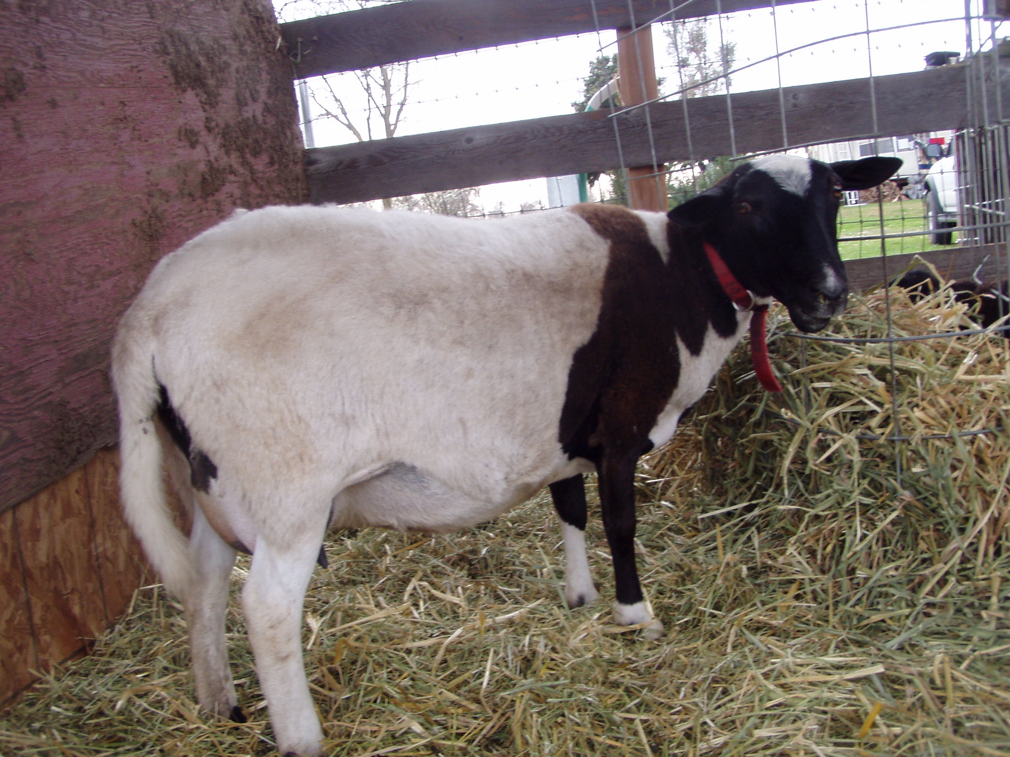 3 year old doper ewe.