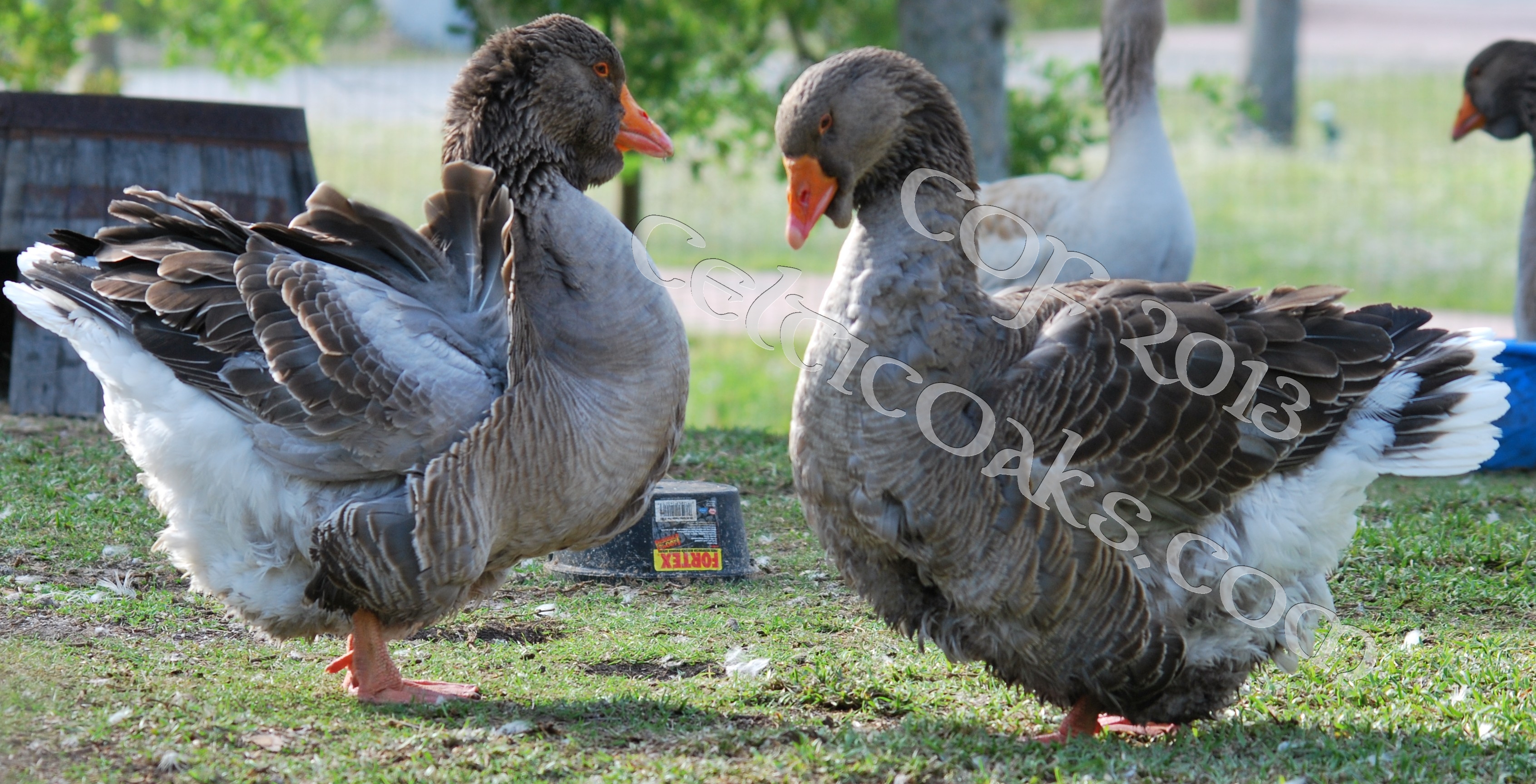 3 year old grey dewlap toulouse pair