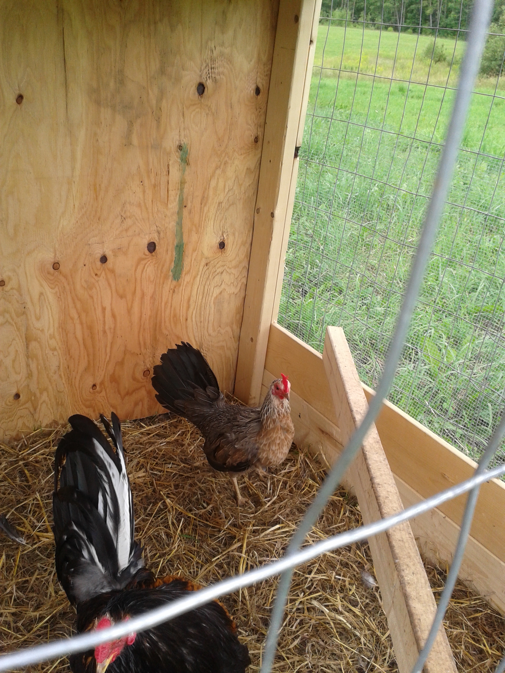 3 year old Law Grey Hen.
Mating her with Sid Taylor, 1/2 Law Grey.