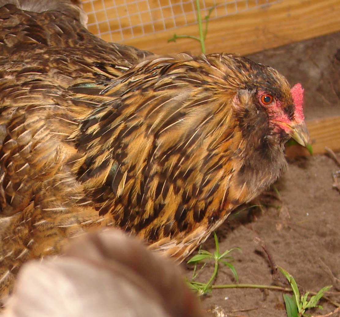 3 yr old easter egg hen