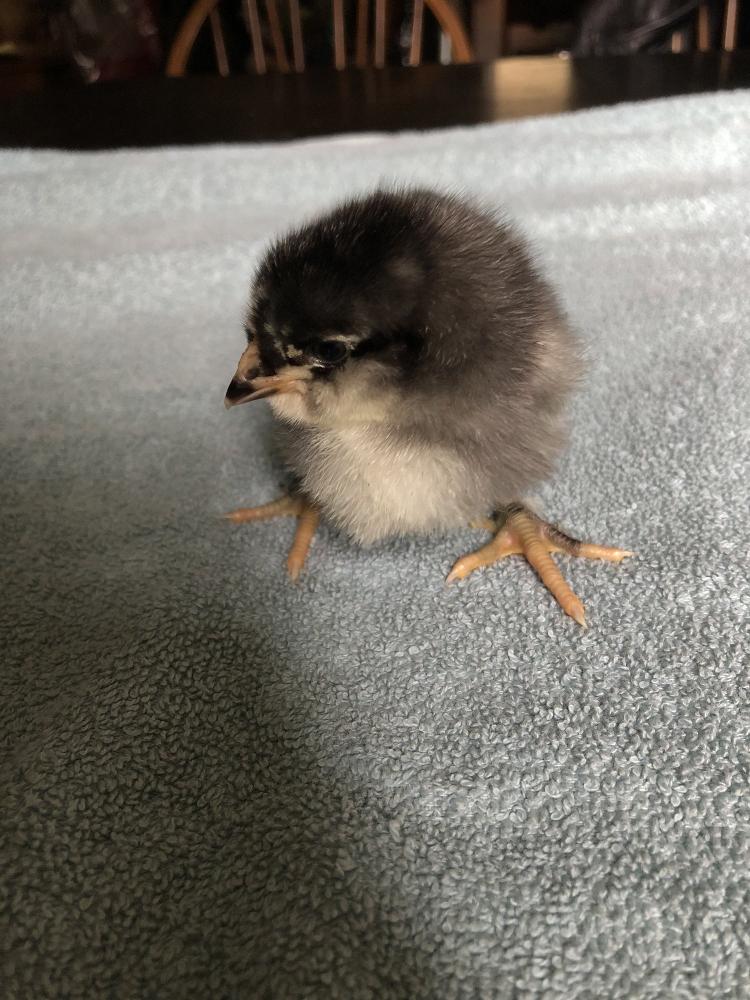 30FD4B30-B6B7-45C0-8E80-397EBD9D8B8E