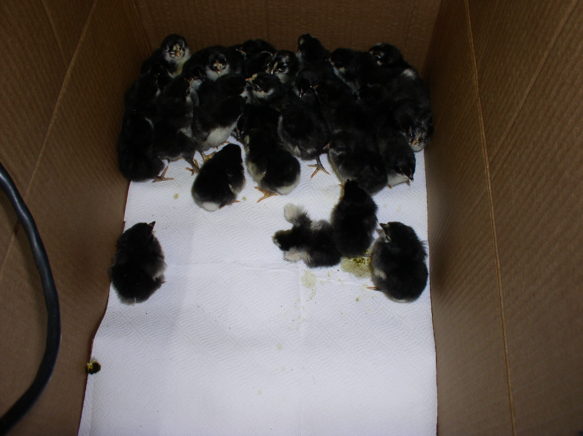 35 black Penes