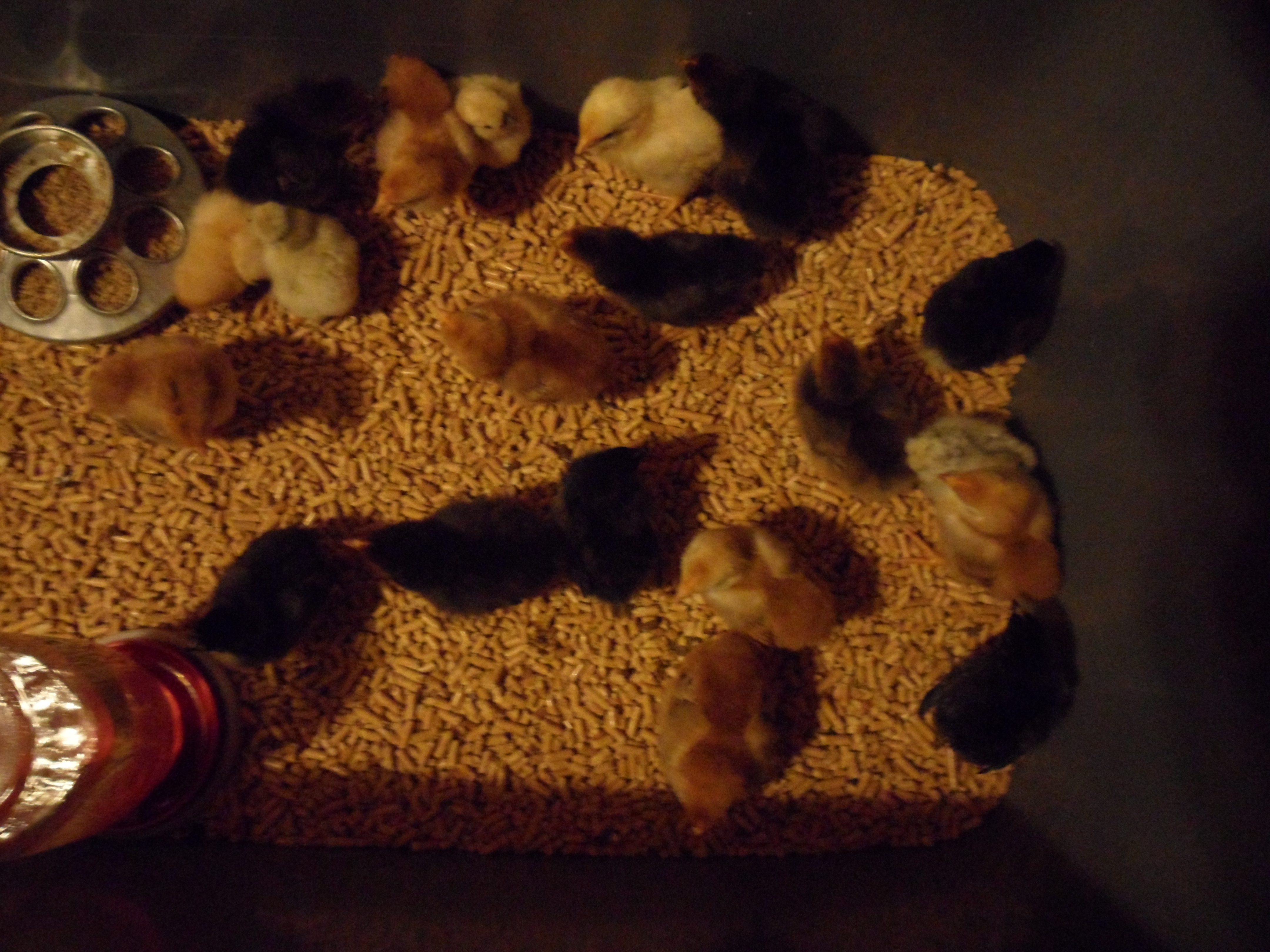 35 eggs went into lockdown and 22 hatched. Sadly 1 died.
1 BCM
3 Araucanas
3 Catdance Silkies
7 RIR
7 Assorted Orpingtons