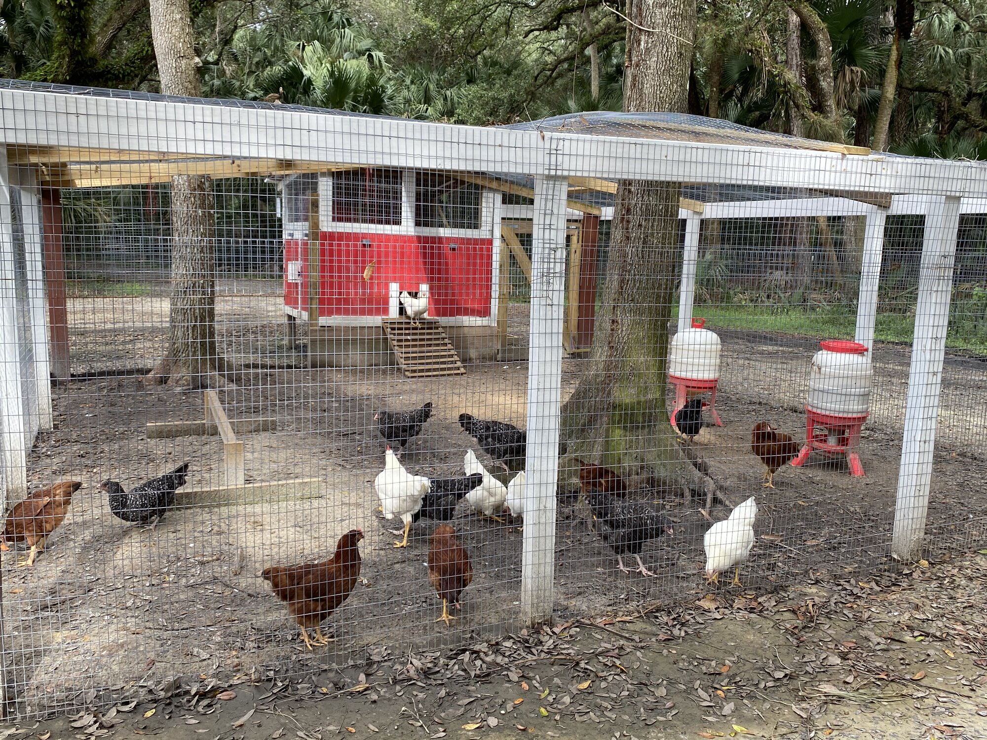 37 Backyard Chickens Learn How To Raise Chickens 