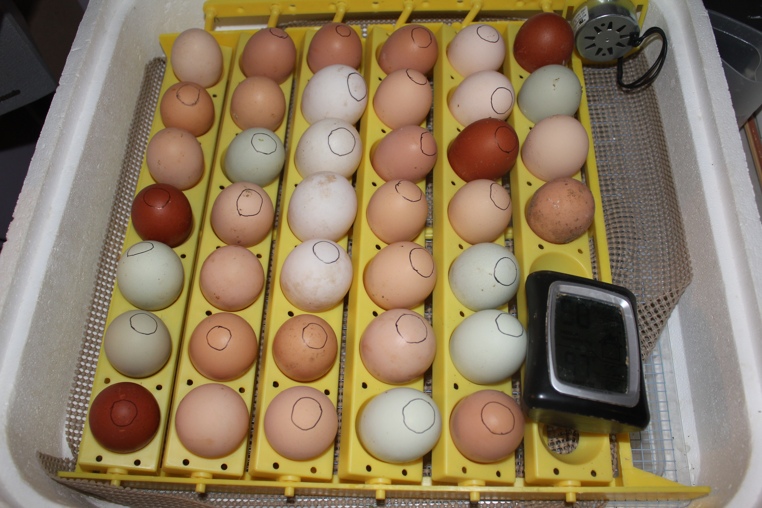 39 eggs set for hatch on 3/29/14: 4 Rouen duck eggs, 35 mixed LF chicken eggs.