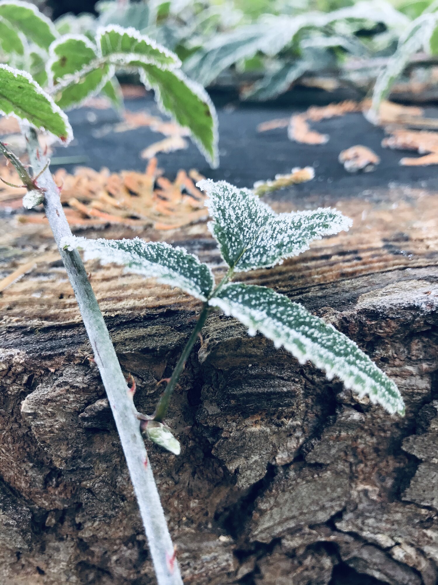 39D0473A-E4D2-4096-B04B-E0C253795C94.jpeg