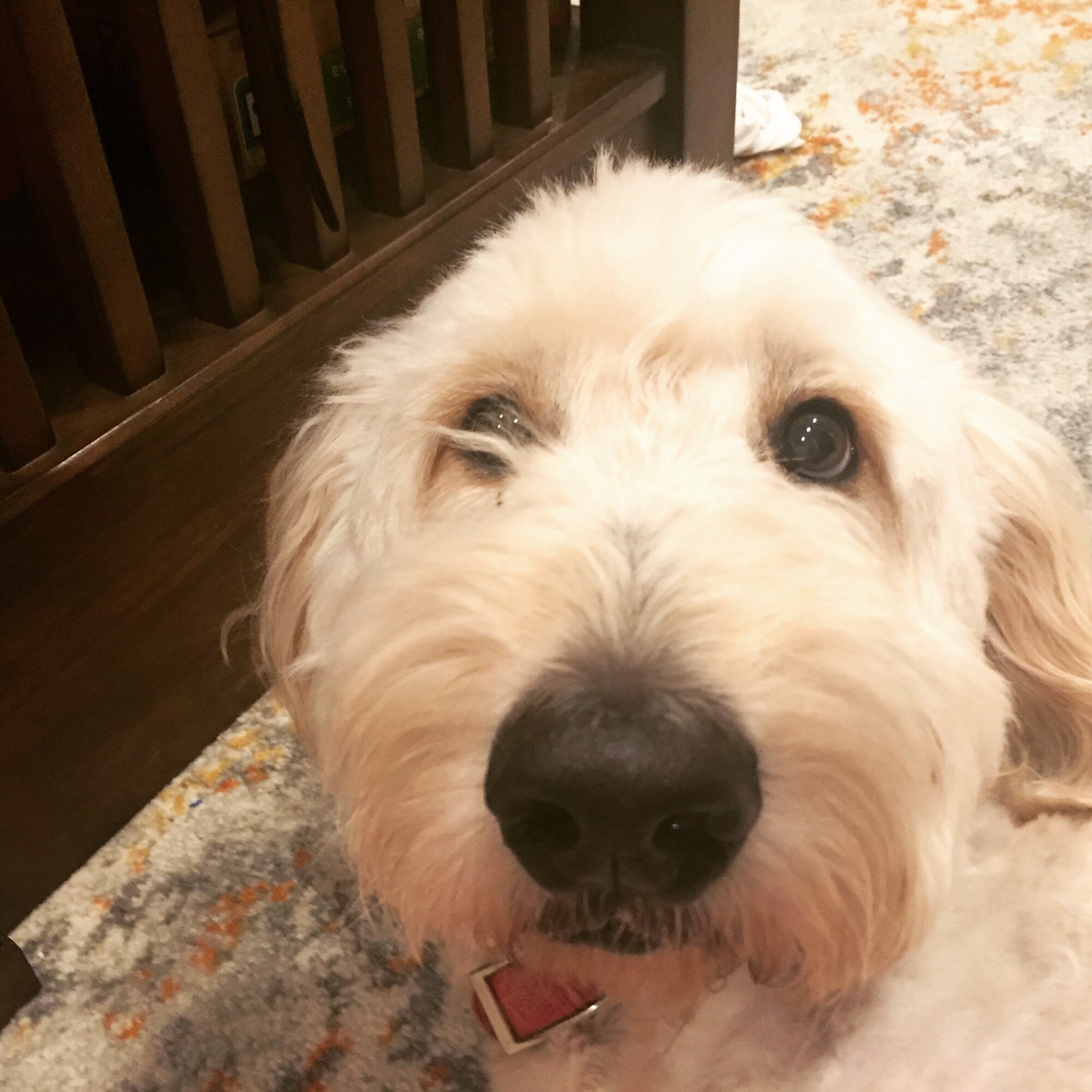 3A079808-49D0-458C-9D2F-5688E211DE17.jpeg