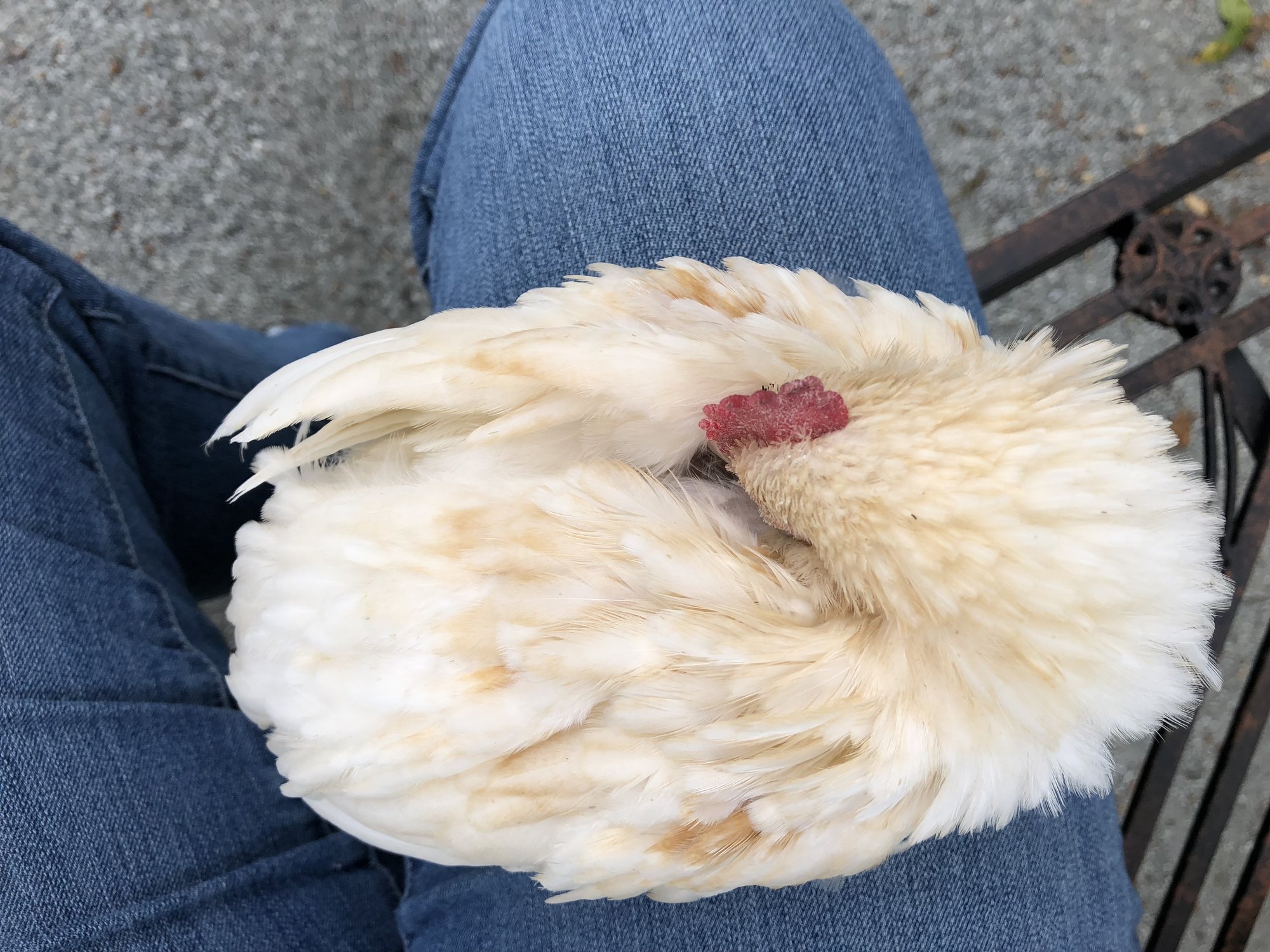 3BCA1E69-7302-48FC-BEE6-631B201E0DDE