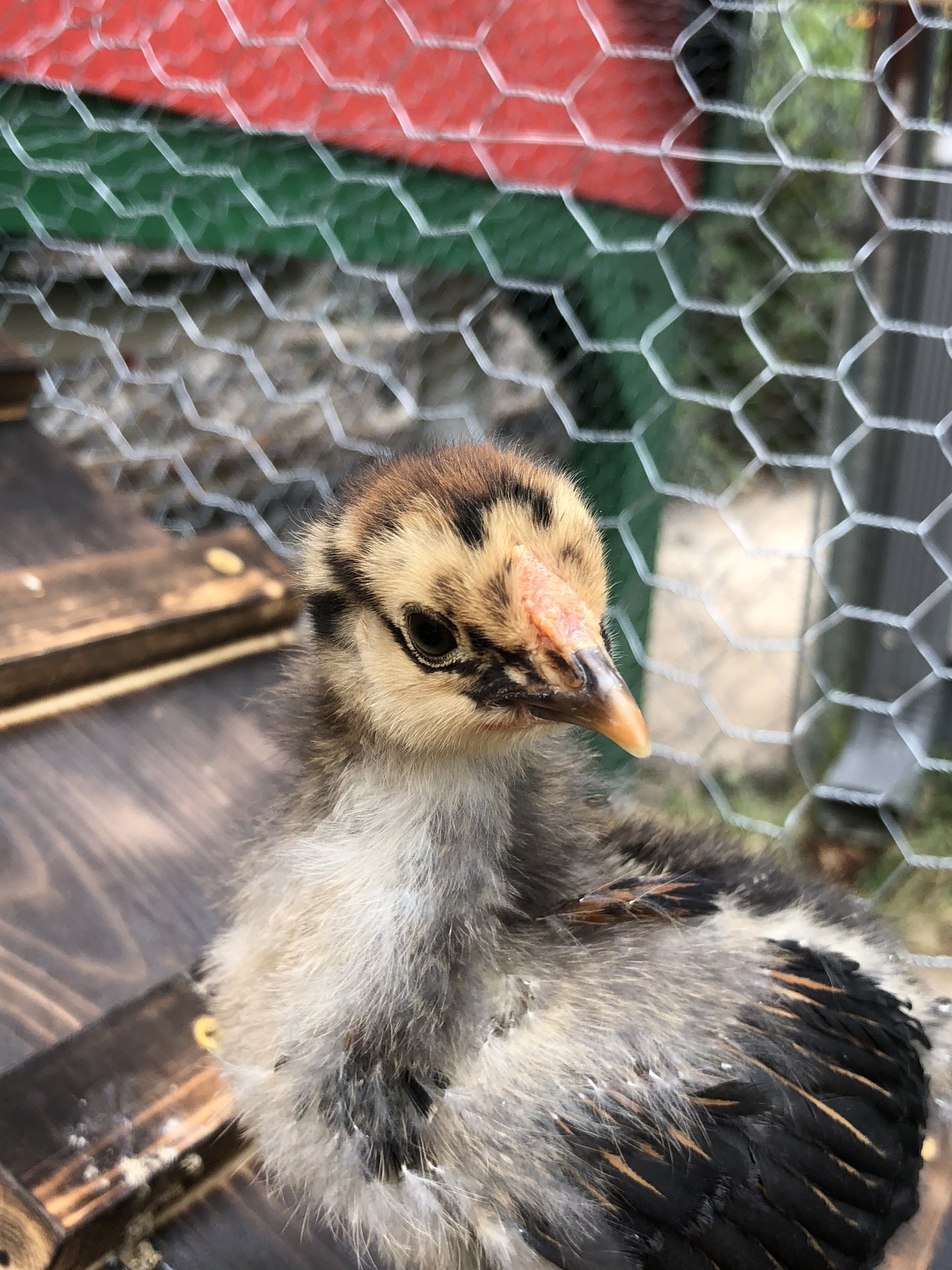 3E7758F5-A74E-4F00-86DF-ECC524EA3607