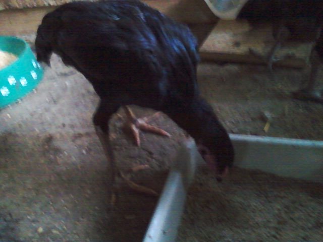3month 1 week. Black Thai pullet