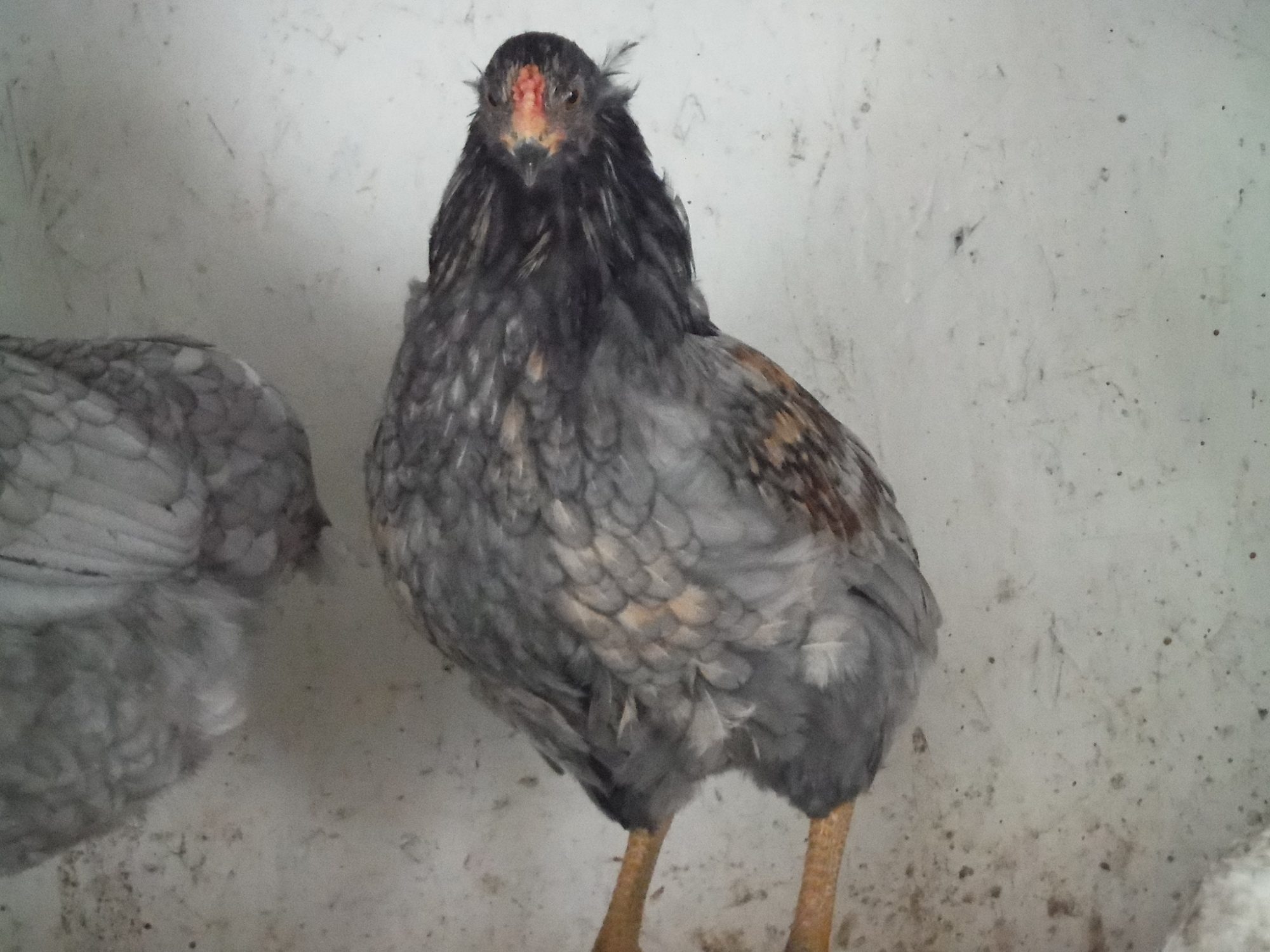 3rd bird, cockerel. Tufted/rumpless Too much bleed through, not a keeper.